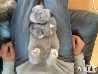 Cute Alert: Sleeping Bunny